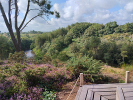 Dans les landes de la chambre au loup