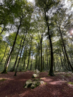 Fougères - Les Pierres des Druides