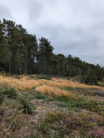 Dans les landes de la chambre au loup