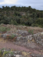 Dans les landes de la chambre au loup