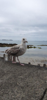 Saint Malo Gourmand