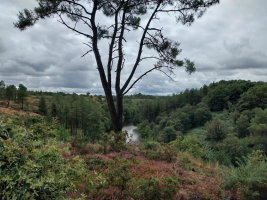 Dans les landes de la chambre au loup