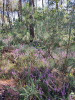 Dans les landes de la chambre au loup