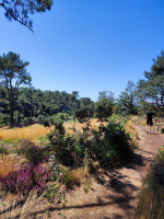 Dans les landes de la chambre au loup