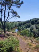 Dans les landes de la chambre au loup