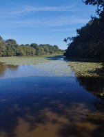 le dragon de l'Etang de La Forge