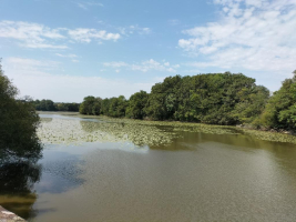 le dragon de l'Etang de La Forge