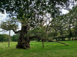 Sur les traces de Merlin