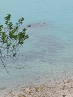 La perle de Cancale