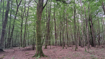 Brocéliande autrement