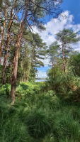 Les berges de l'étang de Paimpont