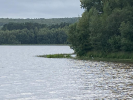 Les berges de l'étang de Paimpont