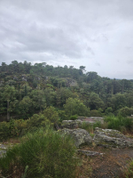 Dans les landes de la chambre au loup