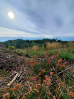 Dans les landes de la chambre au loup