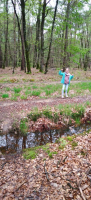 La forêt d'Arthur