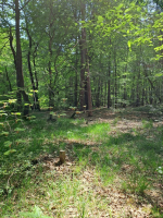 La forêt d'Arthur