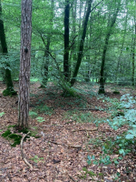 La forêt d'Arthur