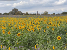 Plus vrai que nature !