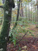 La forêt d'Arthur