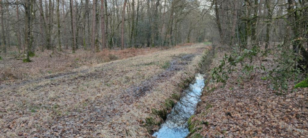 La forêt d'Arthur