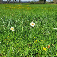 Plus vrai que nature !