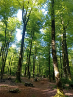 Fougères - Les Pierres des Druides