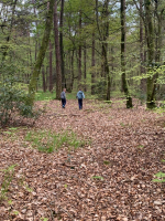 La forêt d'Arthur