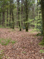 La forêt d'Arthur