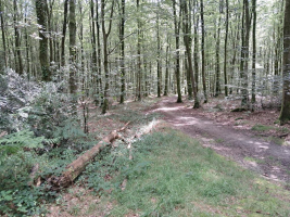 Fougères - Les Pierres des Druides