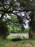 le dragon de l'Etang de La Forge