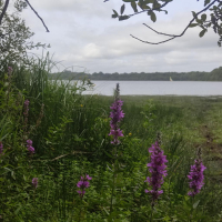 Epidanl'bec à l'Etang de Boulet