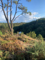 Dans les landes de la chambre au loup