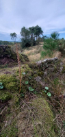 Dans les landes de la chambre au loup