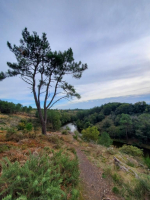 Dans les landes de la chambre au loup