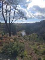 Dans les landes de la chambre au loup