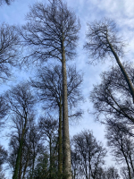 Aux arbres et caetera...