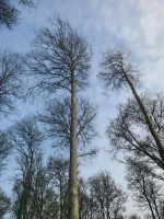 Aux arbres et caetera...