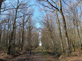 La forêt d'Arthur