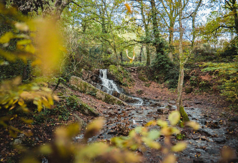 La forêt de Brocéliande